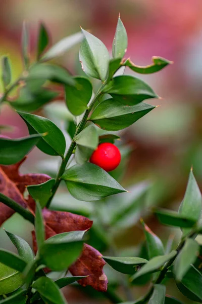 Plant Met Rode Bal Gevonden Het Bos — Stockfoto