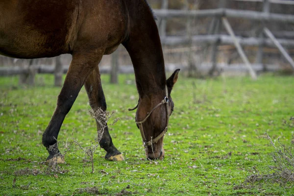 在牧场里拍到一匹棕色的马的特写 — 图库照片