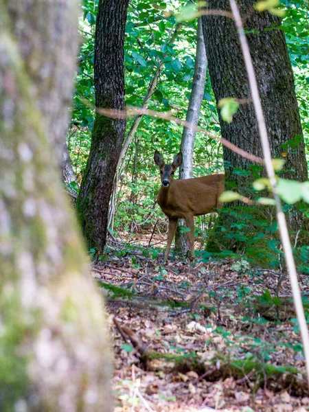 Cervo Nella Foresta — Foto Stock
