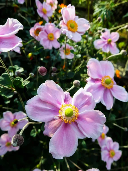 Photo Picture Beautiful Blooming Flower Background — Stock Photo, Image