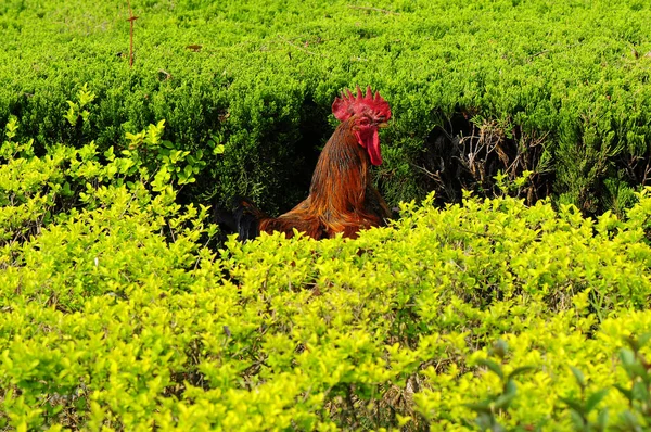 緑の草原の鶏の美しいショット — ストック写真