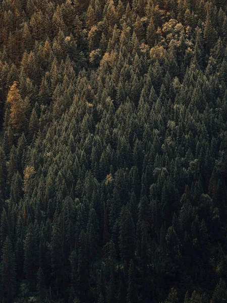 Schöne Aussicht Auf Den Wald — Stockfoto