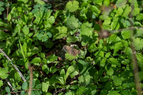 Carcharodus Alceae Schmetterling Auf Der Vegetation Sommer — Stockfoto