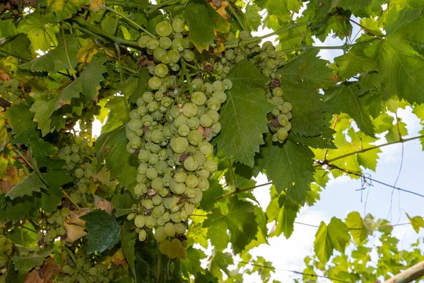Grona Winogron Stołowych Białych Gotowych Zbioru — Zdjęcie stockowe
