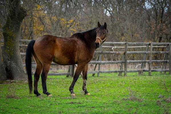 草地上的一匹年轻的棕色马 — 图库照片