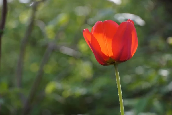 Червоний Тюльпан Саду — стокове фото