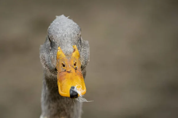 Close Seup Shot Cute Bird — стоковое фото