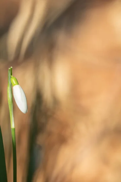 Galanthis Nivalis Snowdrop Flowers Springtime — Stock Photo, Image