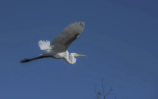 Cigüeña Blanca Volando Cielo Azul — Foto de Stock