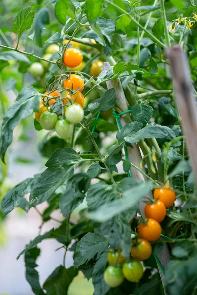 Tomates Cereja Planta Que Cresce Seu Período — Fotografia de Stock