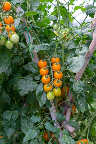 Tomaten Für Den Nahrungsmittelgebrauch Während Des Wachstums Werden Normalerweise Zum — Stockfoto