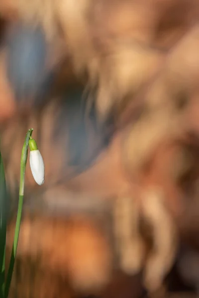 Galanthis Nivalis Snowdrop Flowers Springtime — Stock Photo, Image