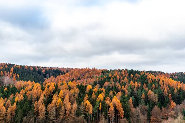 Aussichtsreicher Blick Auf Den Herbstwald Den Bergen — Stockfoto