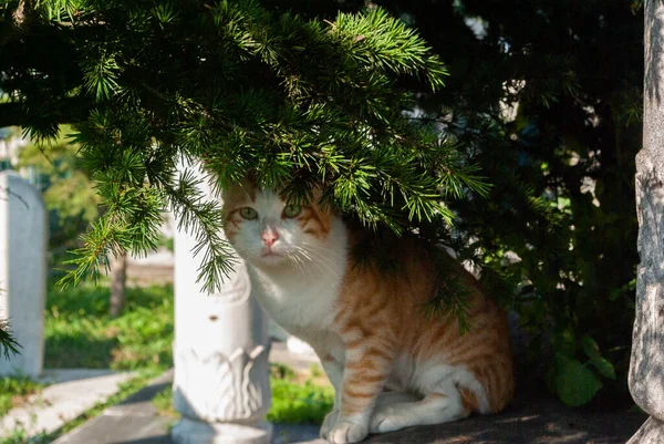 정원에 고양이 — 스톡 사진