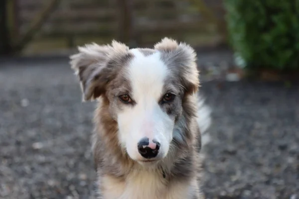 Cane Nel Parco — Foto Stock