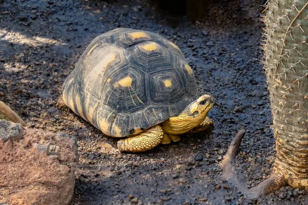 거북이를 가까이 — 스톡 사진