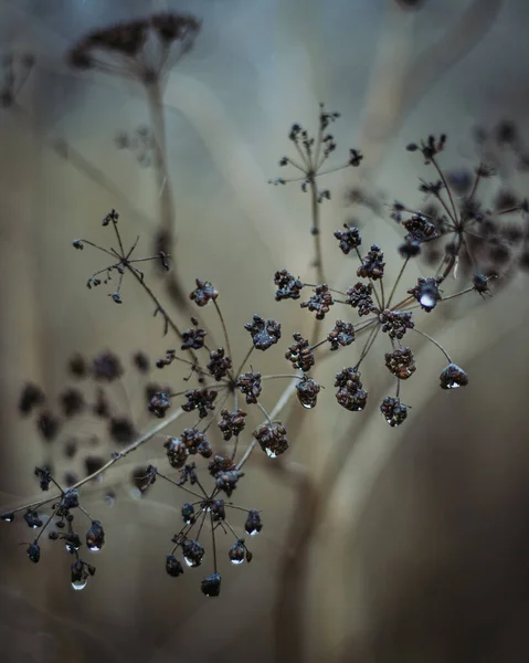 美しい植物画 自然壁紙 — ストック写真