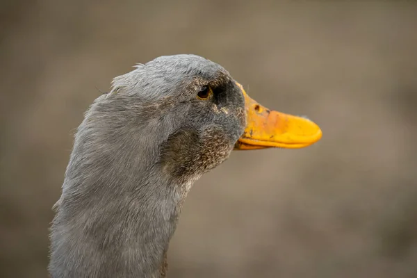 Gros Plan Oiseau — Photo