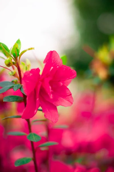 Bahçede Büyüyen Güzel Renkli Çiçekler — Stok fotoğraf