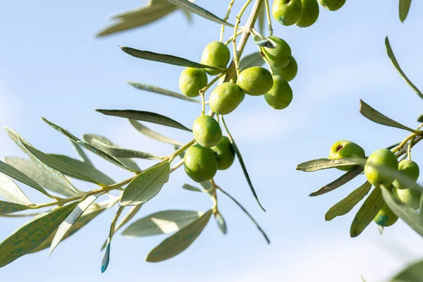 Оливковые Фрукты Зеленом Растении — стоковое фото