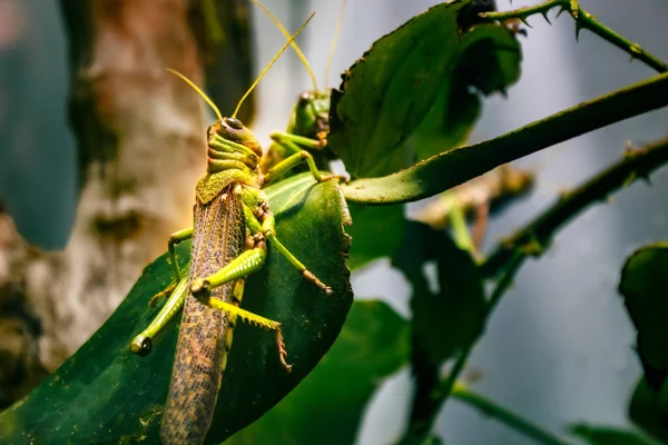 Groene Sprinkhaan Een Tak — Stockfoto