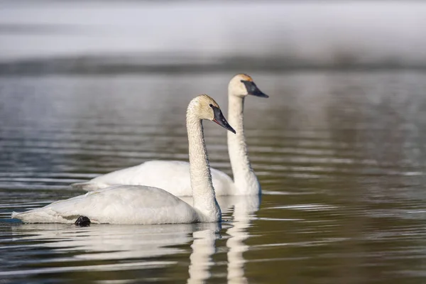 Cisne Branco Lago — Fotografia de Stock