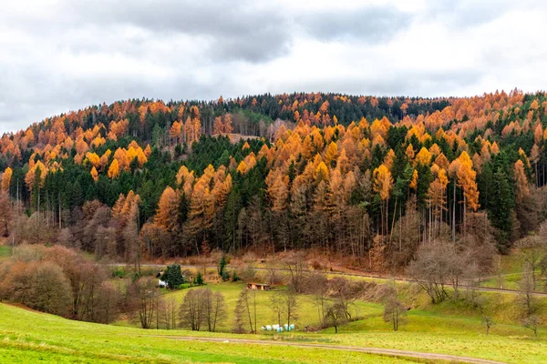 Aussichtsreicher Blick Auf Den Herbstwald Den Bergen — Stockfoto