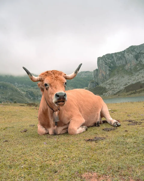 Молодая Каштановая Корова Лежит Горном Пастбище — стоковое фото