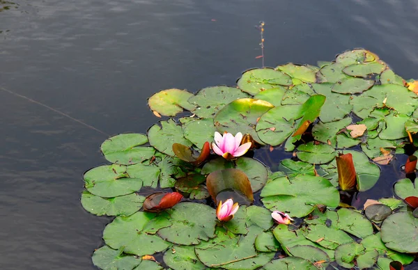 Vackra Lotusblommor Dammen — Stockfoto