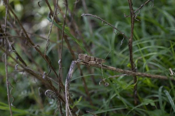 Oedipode Caerulescens Sur Végétation Période Estivale — Photo