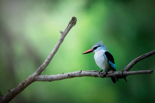 Птица Сидит Ветке Зеленом Лесу — стоковое фото