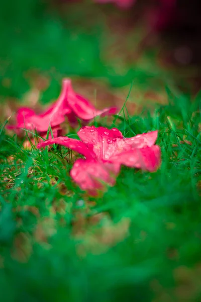 Красиве Червоне Листя Лісі — стокове фото