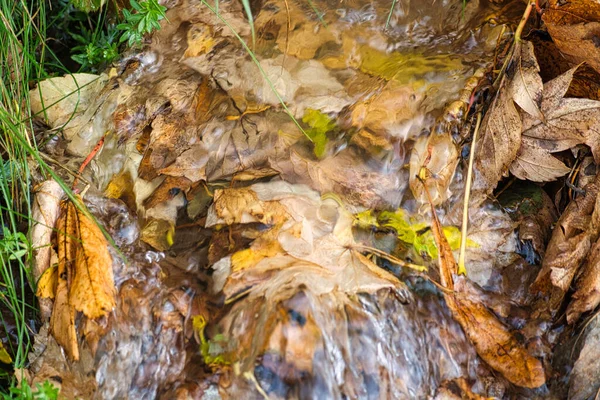 Осенние Листья Лесу — стоковое фото