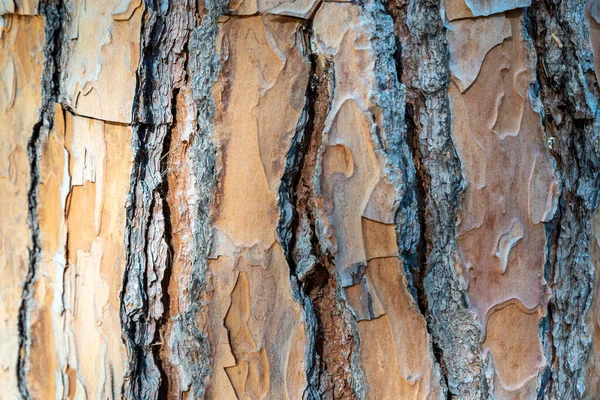 Texture Brown Pine Bark — Stock Photo, Image