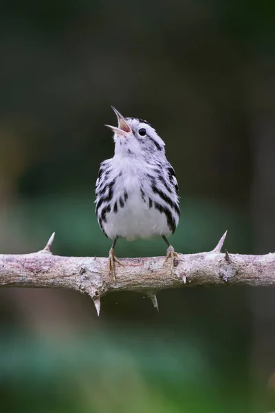 自然の生息地での若い鳥の美しいショット — ストック写真