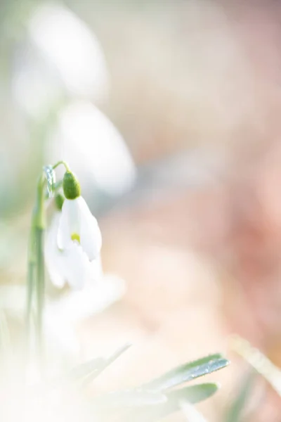 Galanto Nivalis Kwiaty Śniegu Wiosna — Zdjęcie stockowe