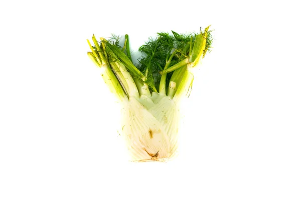 Fenykl Zelenina Bílém Izolovaném Pozadí — Stock fotografie