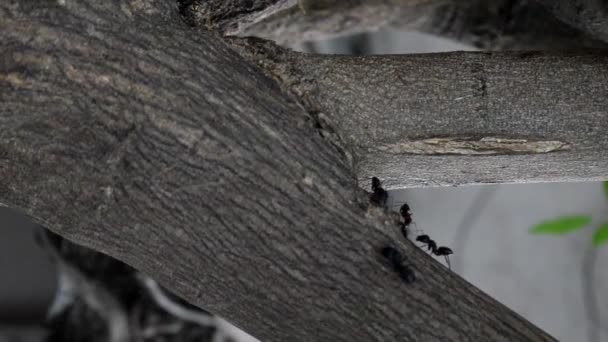 Primer Plano Imágenes Hormigas Árbol — Vídeos de Stock