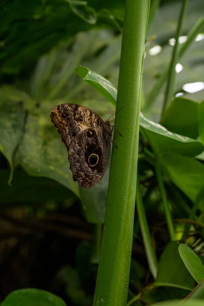 Gros Plan Une Grenouille Sur Une Feuille Verte — Photo