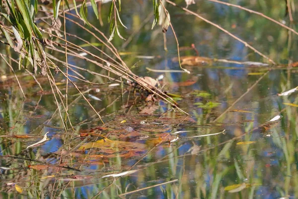 Parco Del Mincio Natural Marsh Landscape Reeds — Stock fotografie