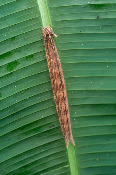 Foglia Banana Verde Sull Albero — Foto Stock