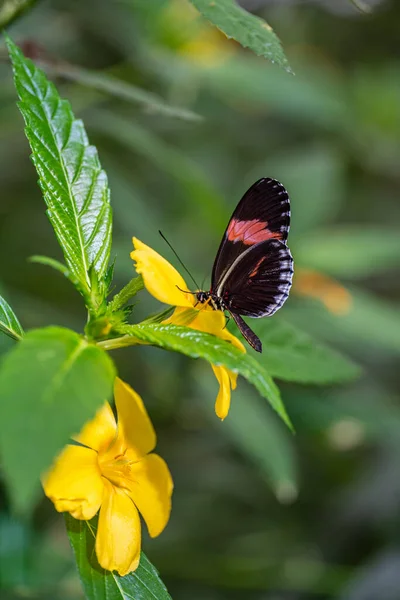 Beau Papillon Sur Une Fleur — Photo