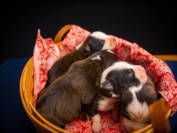 Cachorrinho Pequeno Bonito Com Cão Sala — Fotografia de Stock