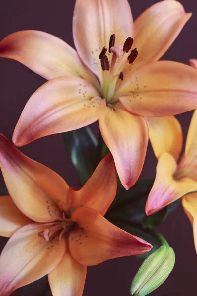 Όμορφα Λουλούδια Κρίνου Κοντά — Φωτογραφία Αρχείου