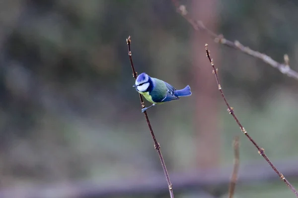 Ormandaki Güzel Bir Kuşun Yakın Çekimi — Stok fotoğraf