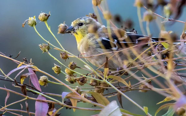 木の枝に鳥がいて — ストック写真