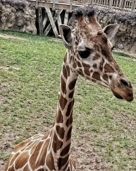 Porträtt Giraff — Stockfoto
