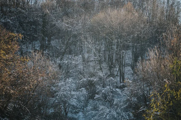 Прекрасний Зимовий Ліс Снігом — стокове фото