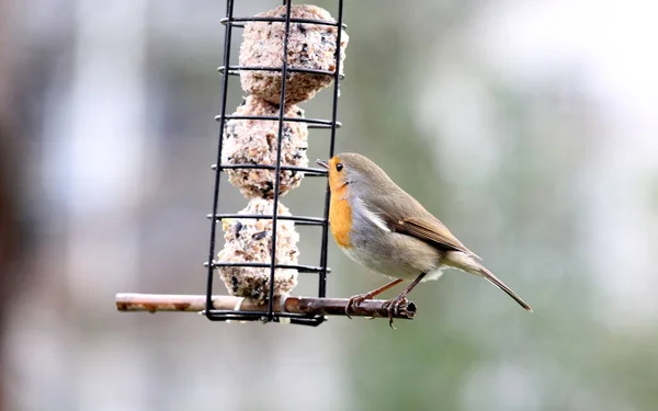 給餌装置の近くに座っている鳥 — ストック写真