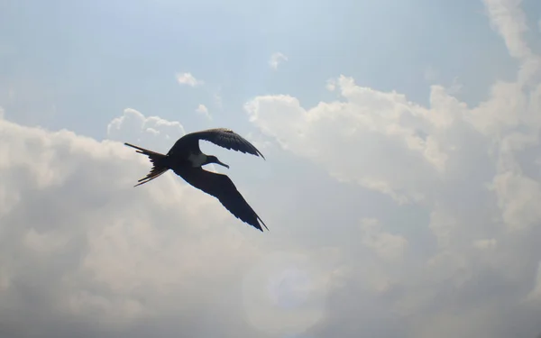 一只海鸥在天空中飞翔 — 图库照片